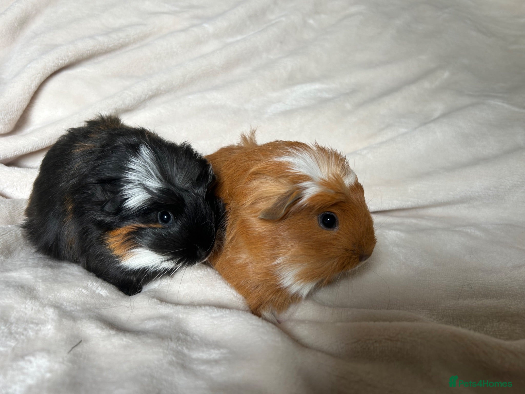 Guinea Pig rodents Baby Guinea pigs  - Advert 2