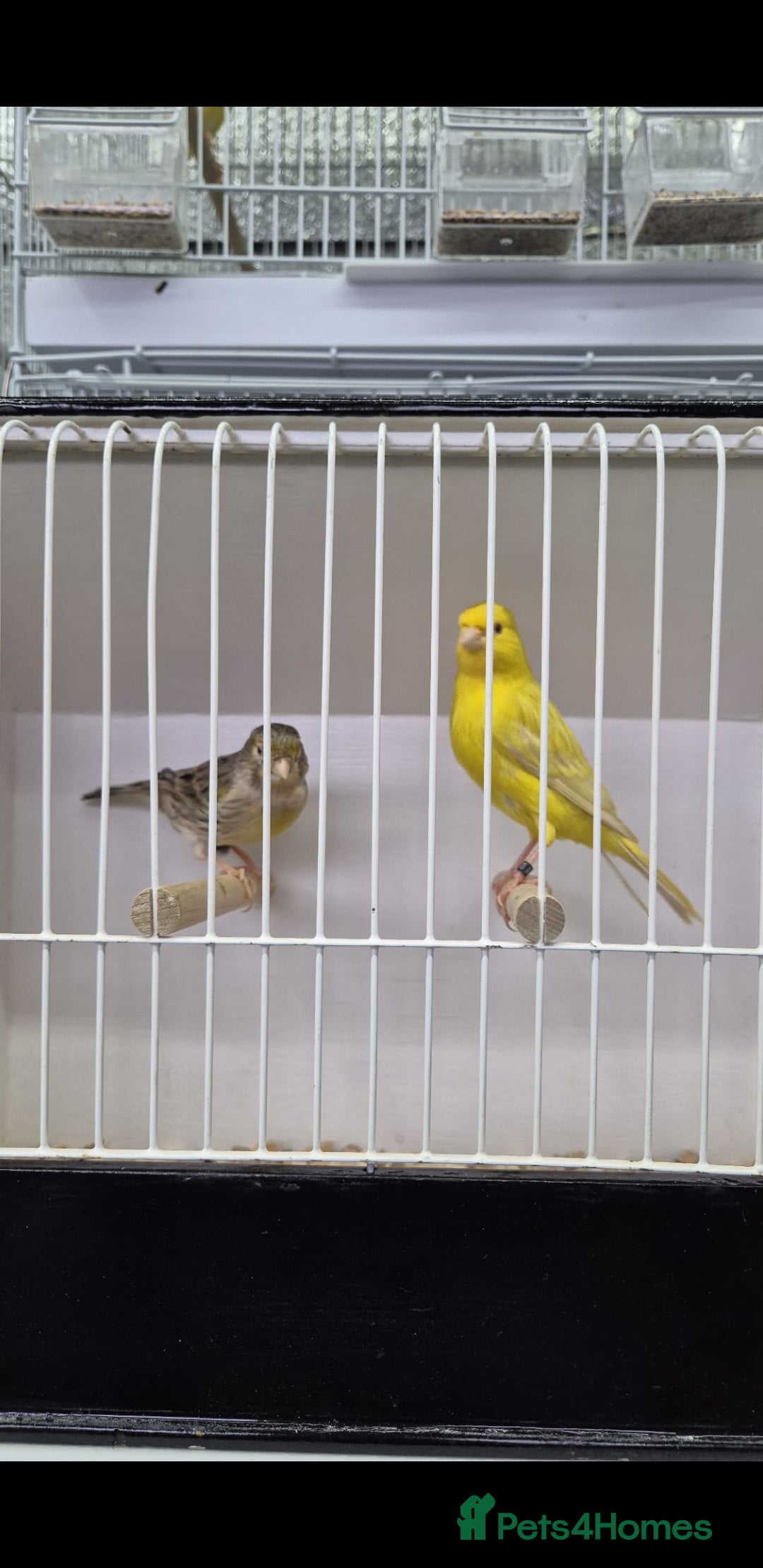 Canaries birds for sale: Canaries for sale - Advert 29