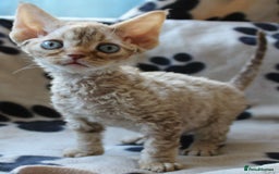 Devon Rex cats for sale: Beautiful Devon Rex Kittens - GCCF registered - Image 10