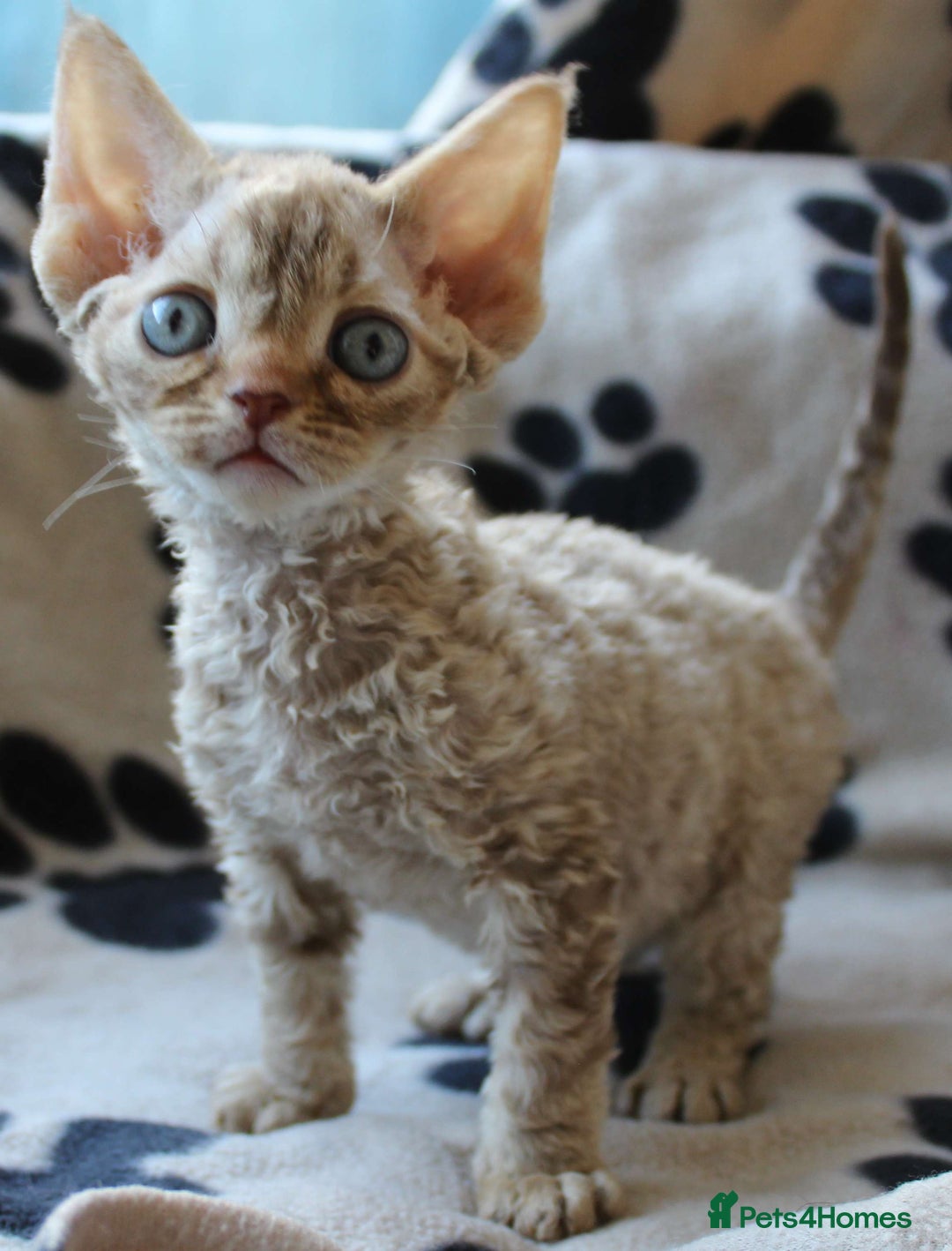 Devon Rex cats for sale: Beautiful Devon Rex Kittens - GCCF registered - Image 10
