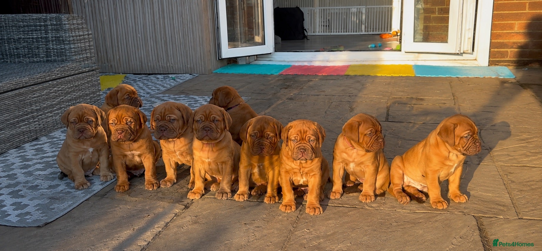 Dogue De Bordeaux dogs Stunning KC Dogue de Bordeaux Puppies - Advert 6