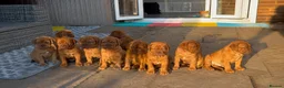 Dogue De Bordeaux dogs for sale: Stunning KC Dogue de Bordeaux Puppies - Advert 8