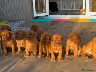 Dogue De Bordeaux dogs Stunning KC Dogue de Bordeaux Puppies - Advert 6