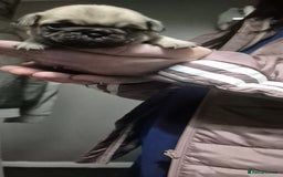 Pug dogs for sale: 4 beautiful pugs  - Image 7
