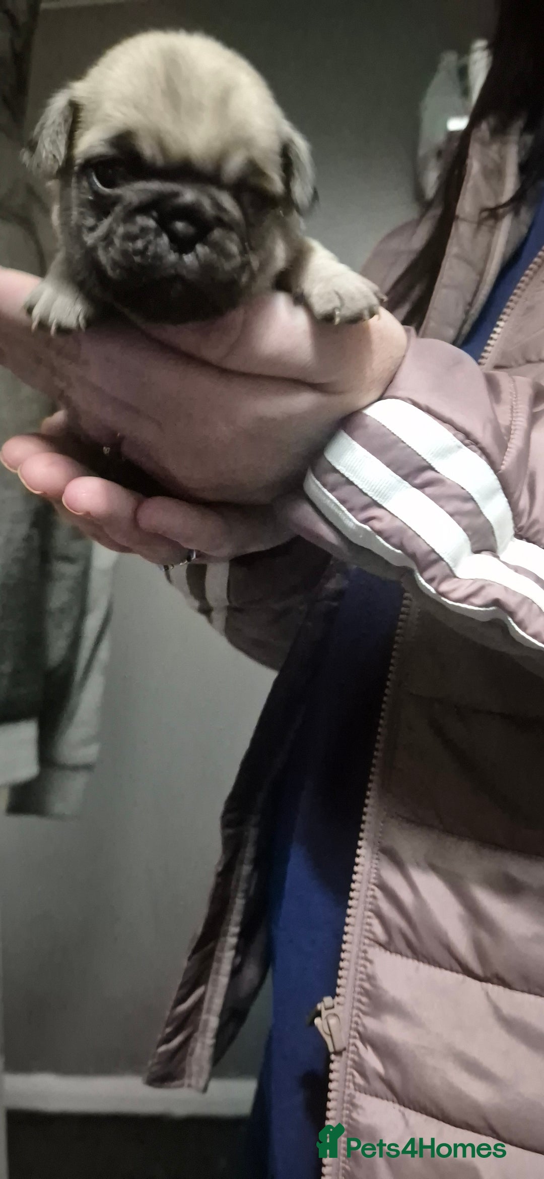 Pug dogs for sale: 4 beautiful pugs  - Image 7