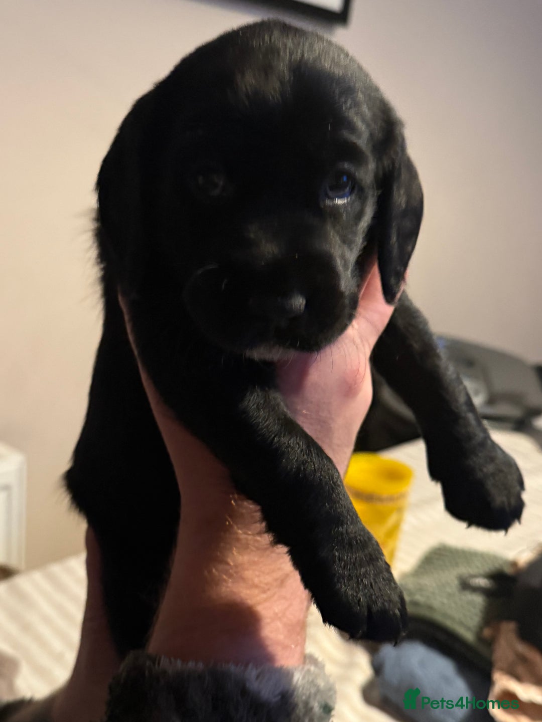 Cockerdor dogs for sale: F1 Cockerador Puppies  - Advert 12