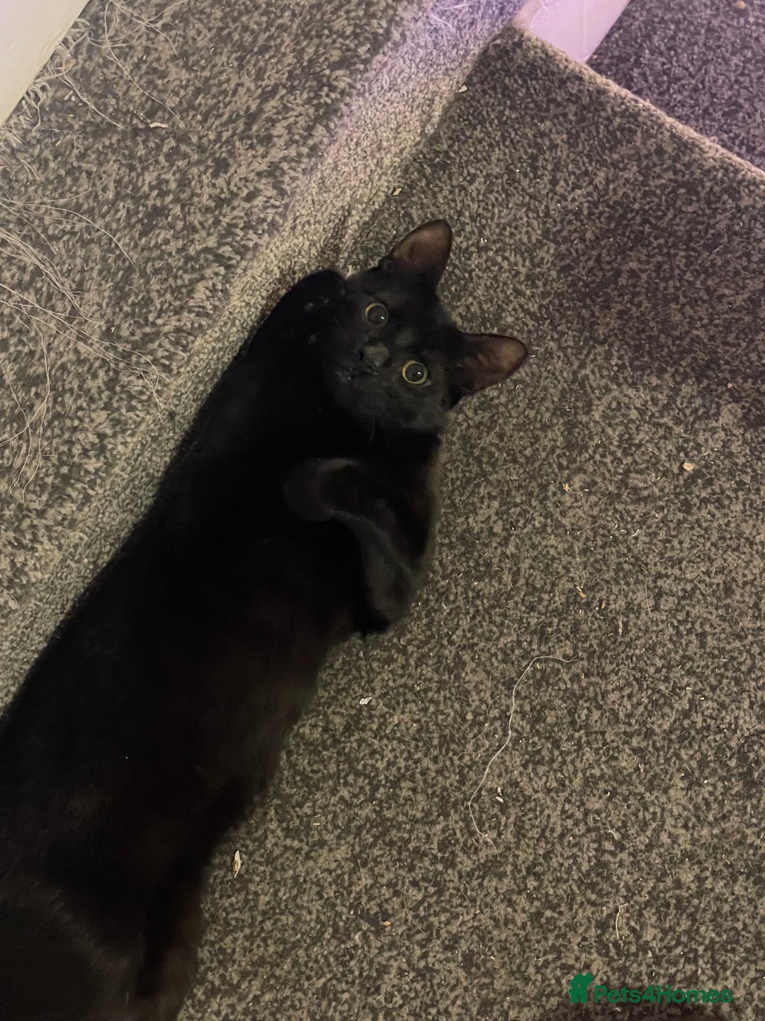 Mixed Breed cats for sale: *Free££* Beautiful brothers looking loving home - Advert 16