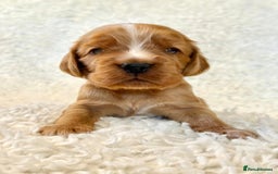 Cocker Spaniel dogs for sale: Full Health Tests KC Reg Showline Cocker Spaniels - Image 1