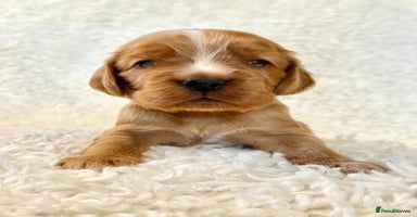 Cocker Spaniel dogs - Advert 2