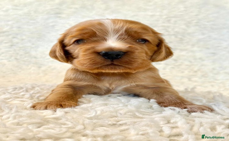Cocker Spaniel dogs - Advert 1