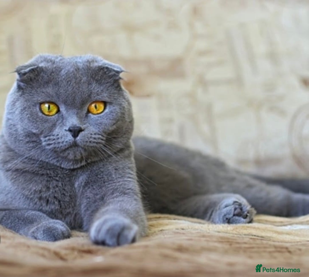 Scottish Fold cats for sale: kittens for sale British Shorthair & Scottish Fold - Image 7