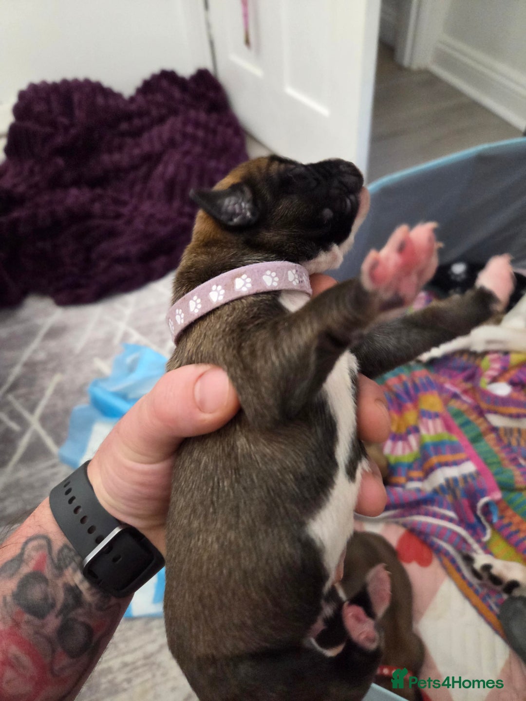 Mixed Breed dogs for sale: Saluki x lurcher hybrid  - Advert 5