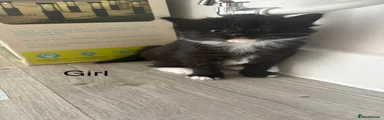Mixed Breed Kitten 5