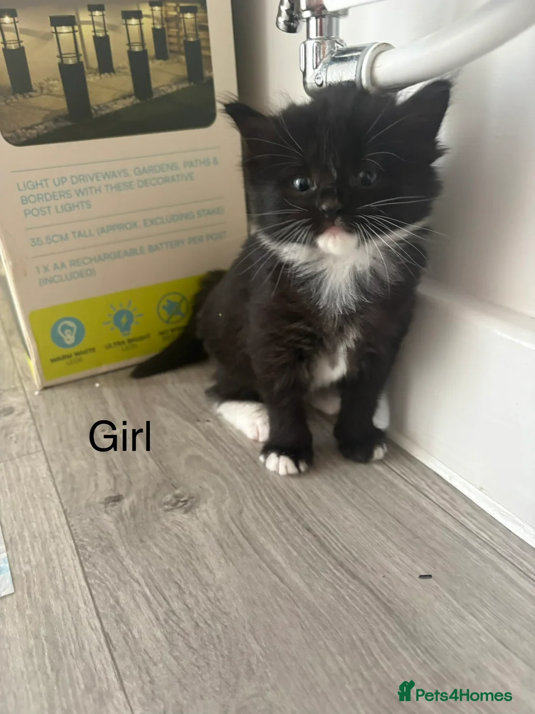 Mixed Breed cats for sale: Siberian x Ragdoll - Advert 2