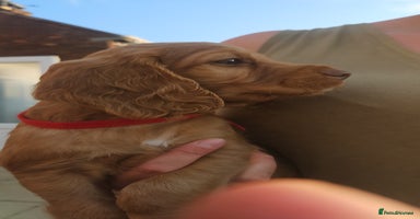 Cocker Spaniel dogs - Advert 4