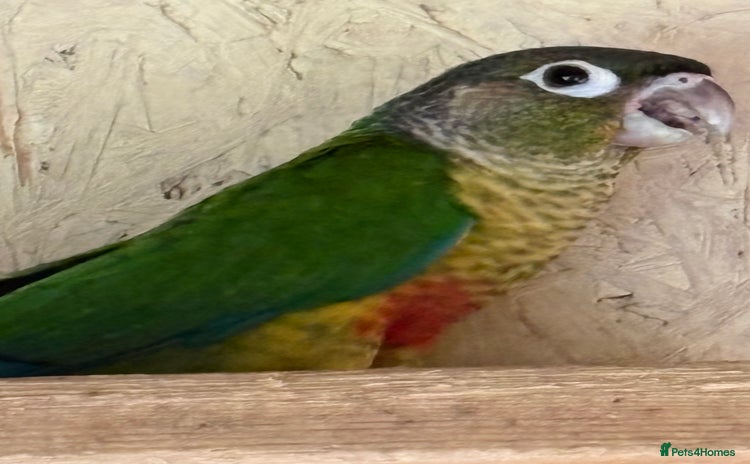 Conures birds - Advert 13