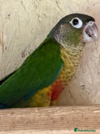Conures birds - Advert 13