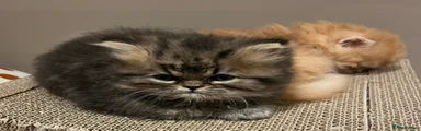 Persian 4