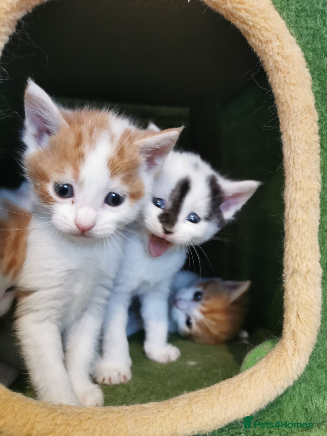 Mixed Breed cats for sale: Maine coon cross kittens for sale - Advert 17