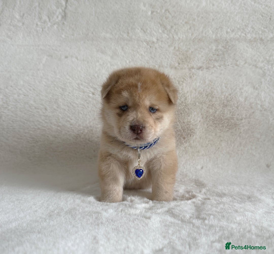 Chow Chow dogs for sale: Exotic colour chowsky puppies for sale  - Image 17