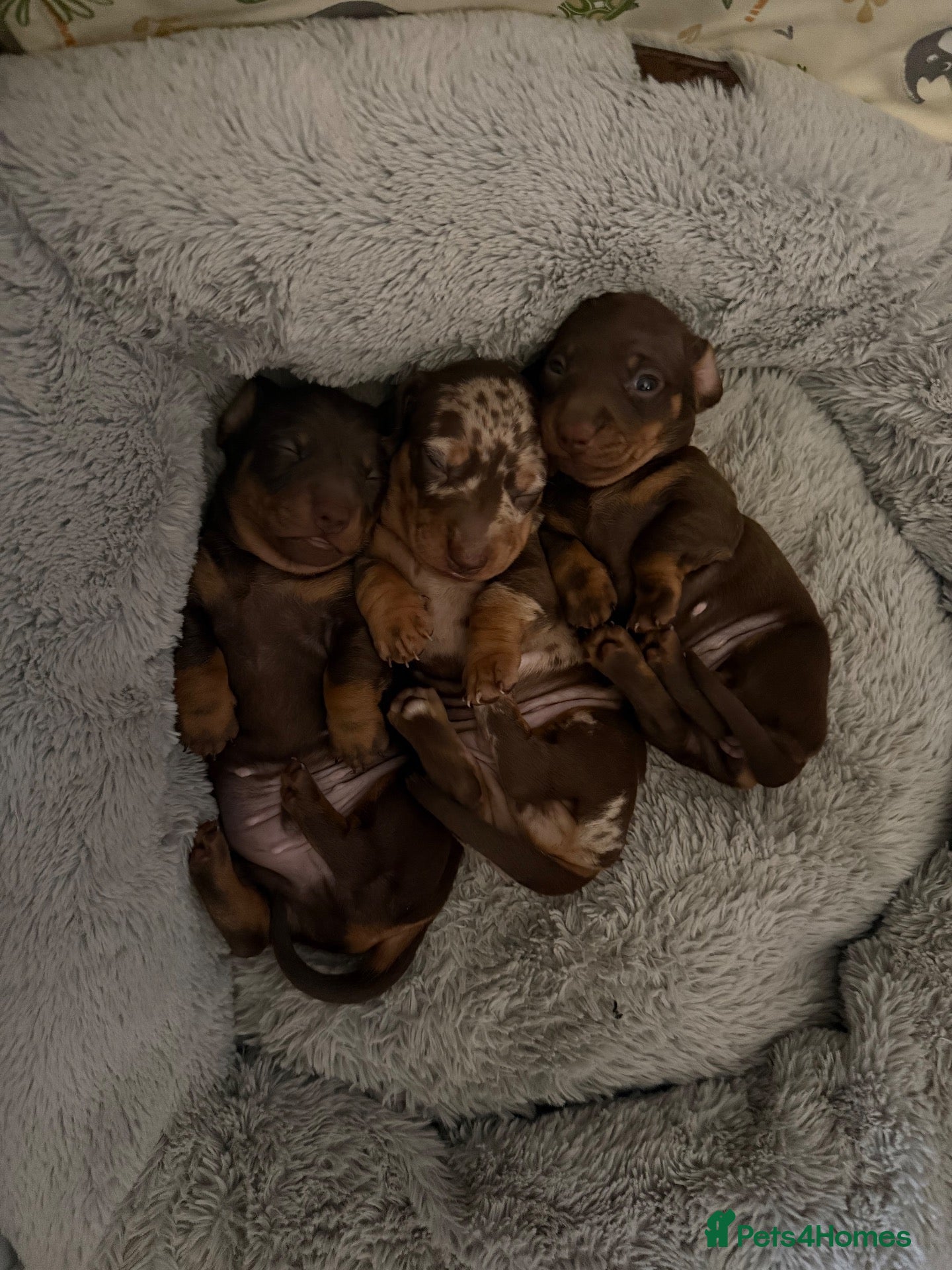 Miniature Dachshund dogs Mini smooth-haired dachshunds  - Advert 2
