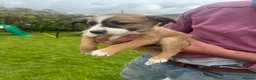Welsh Collie dogs for sale: 3 sheep dog puppies for sale  in Merthyr Tydfil - Advert 4