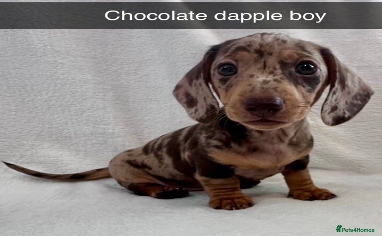 Miniature Dachshund dogs in Newport - Advert 5