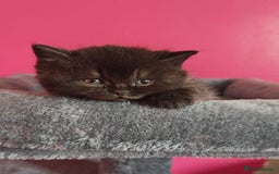 British Shorthair cats for sale: Stunning Teddy bear BSH kittens  GCCF  - Image 4