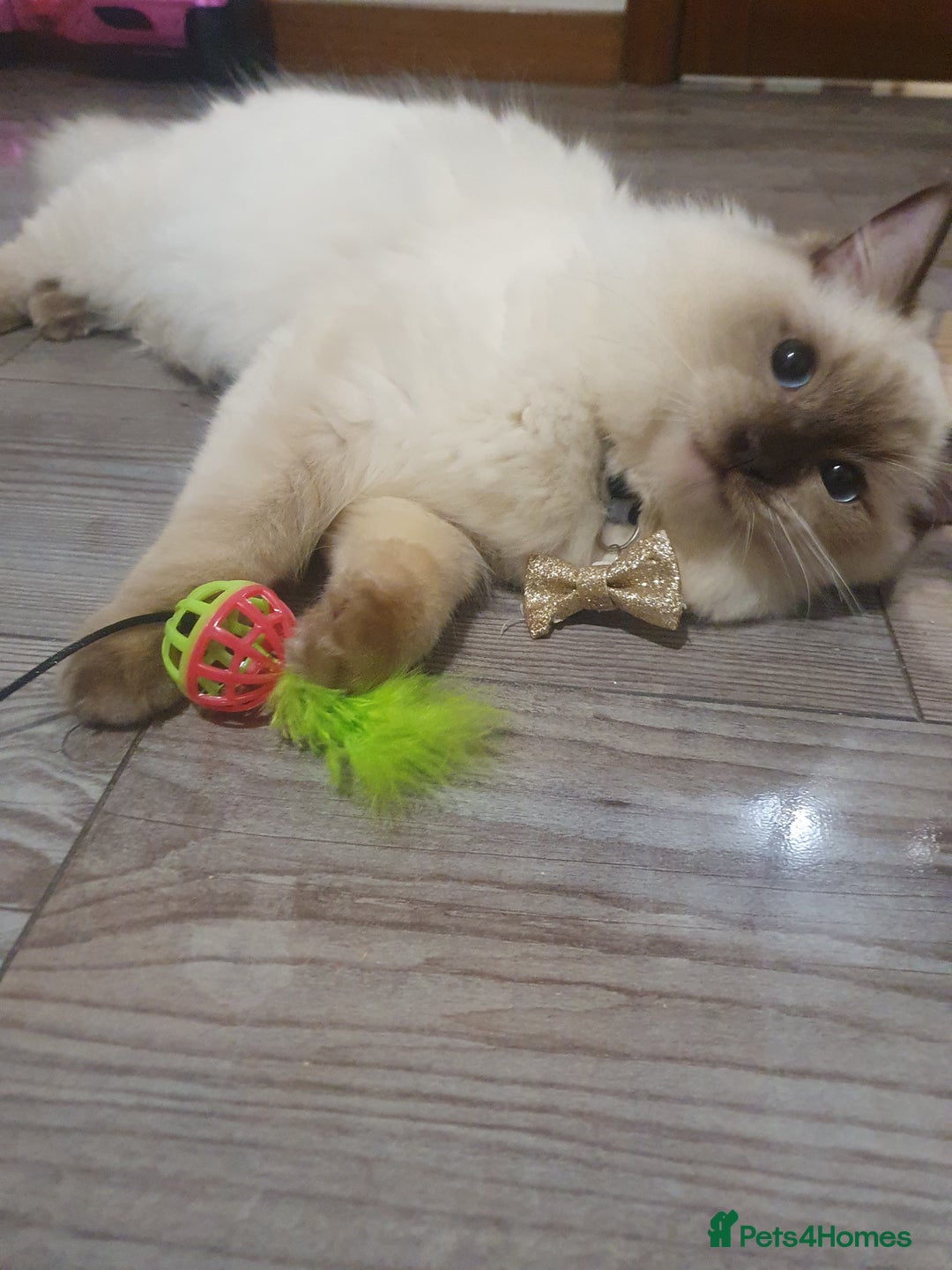 Ragdoll cats for sale: 6.5Months RagdollBoys - Advert 23