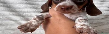 Miniature Dachshund 4