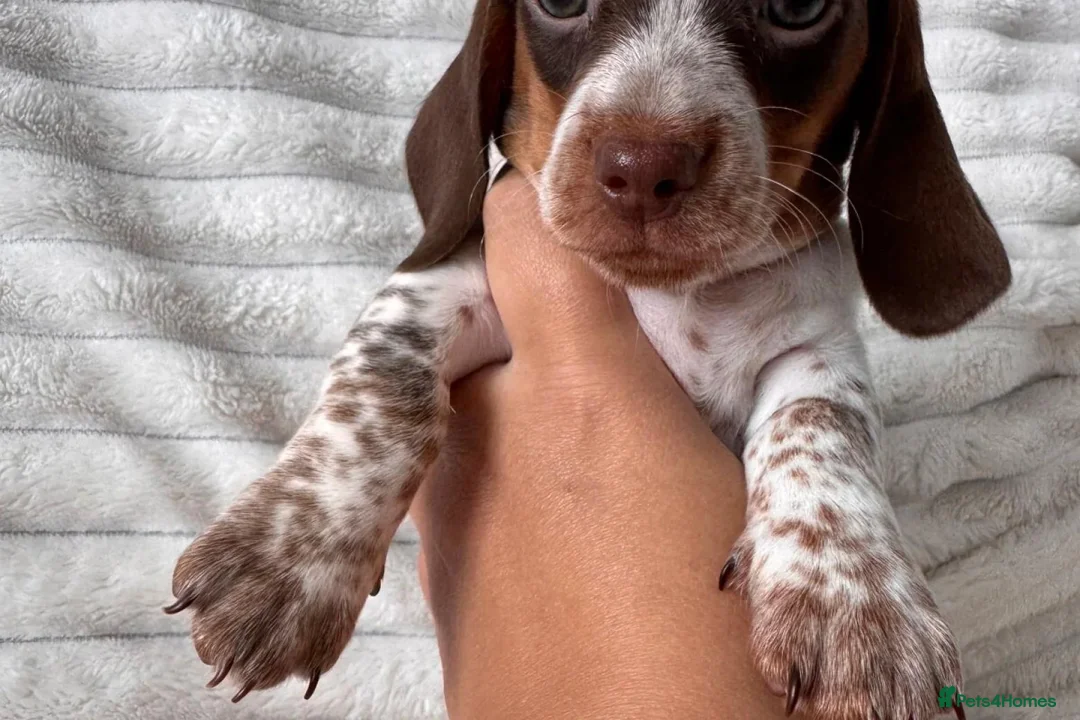 Miniature Dachshund dogs for sale: Lovely miniature dachshunds puppies for sale in Hastings - Advert 6