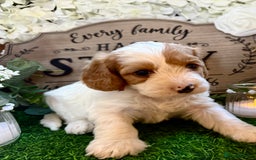 Cockapoo dogs for sale: Gorgeous Cockapoo puppies - Advert 7