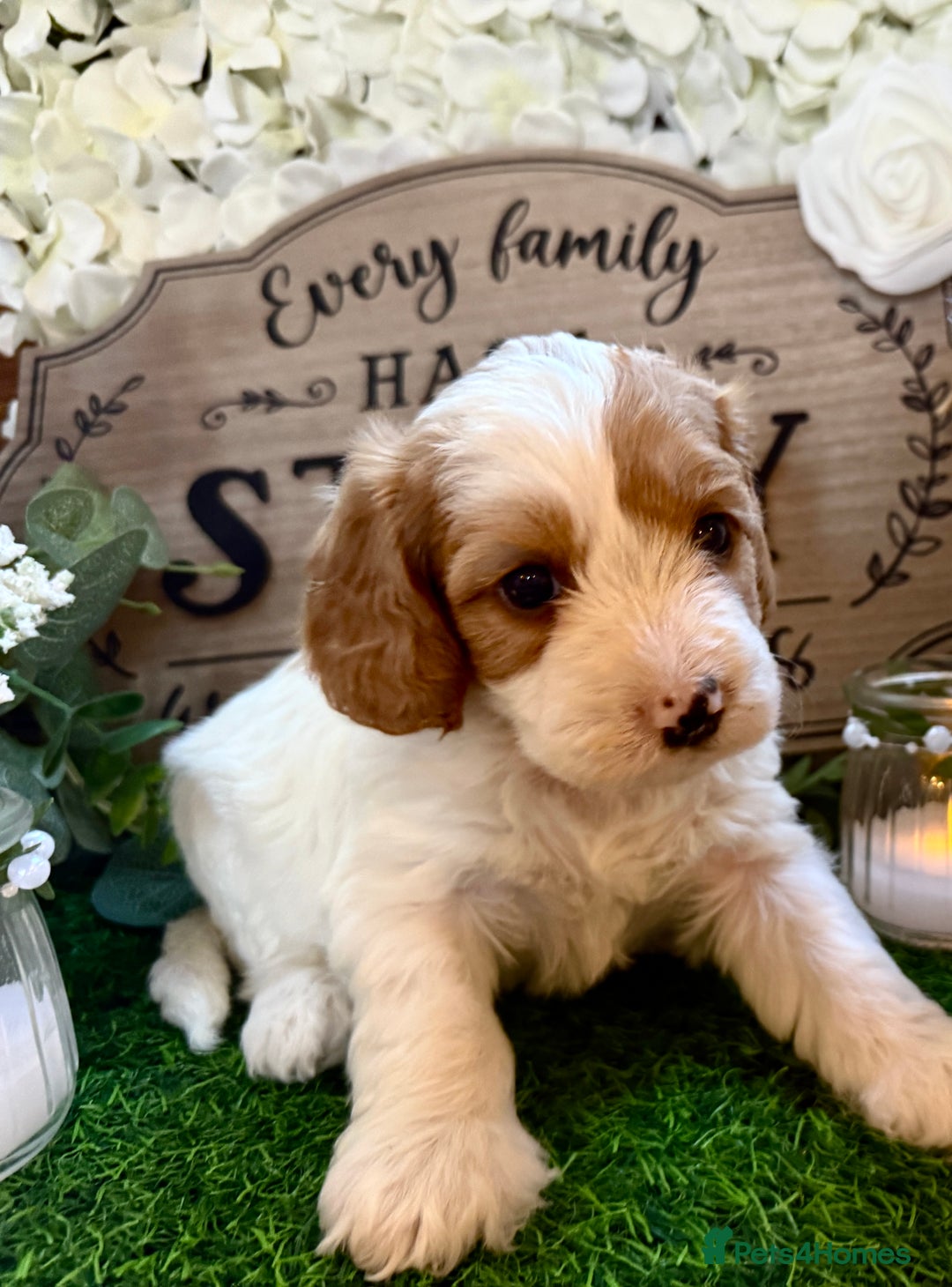 Cockapoo dogs for sale: Gorgeous Cockapoo puppies - Advert 7