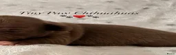 Chihuahua dogs for sale: Beautiful Chihuahua Puppies Raised in Loving Home - Advert 23