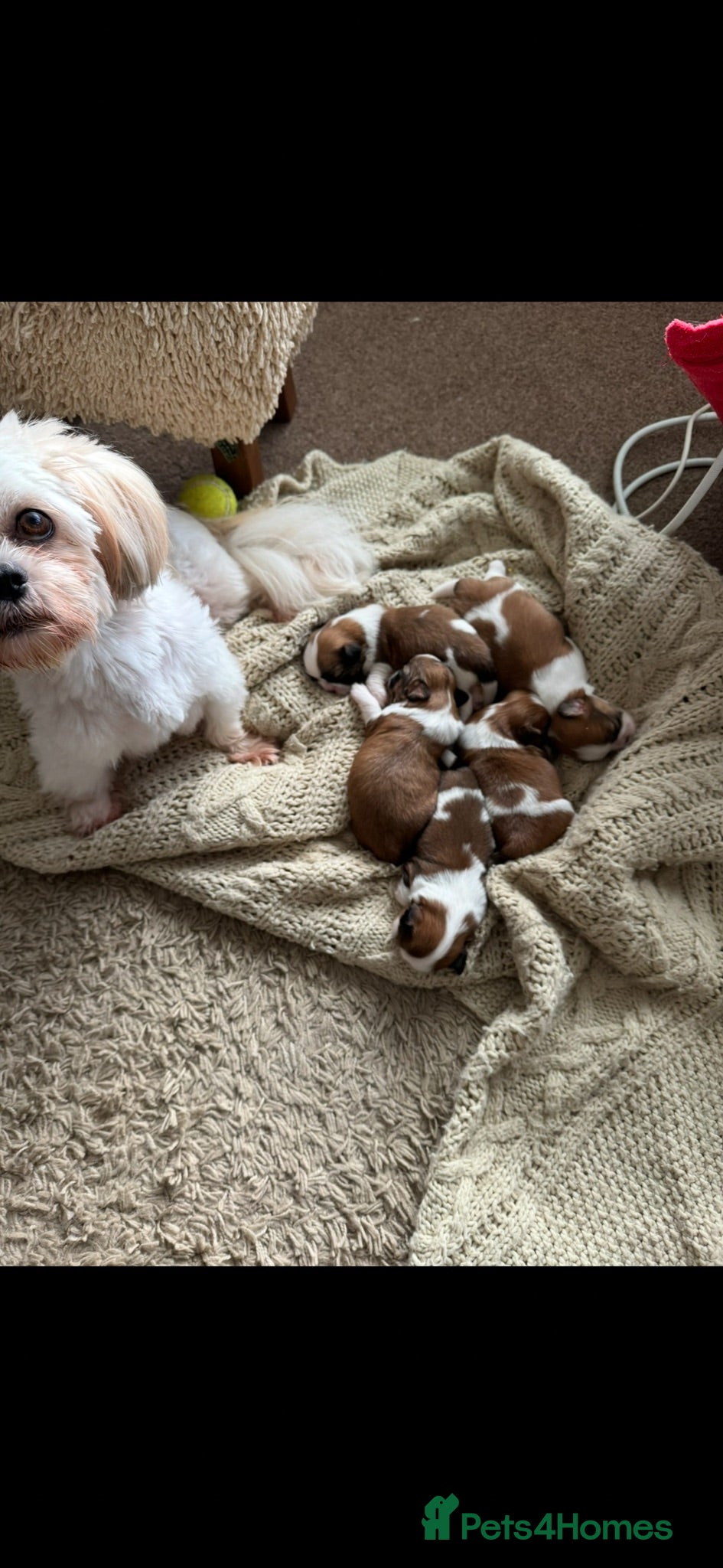 Shih Tzu dogs Beautiful litter of Shih Tzu puppies - Advert 1