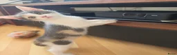Ragdoll cats for sale: Beautiful ragdoll X - Advert 30