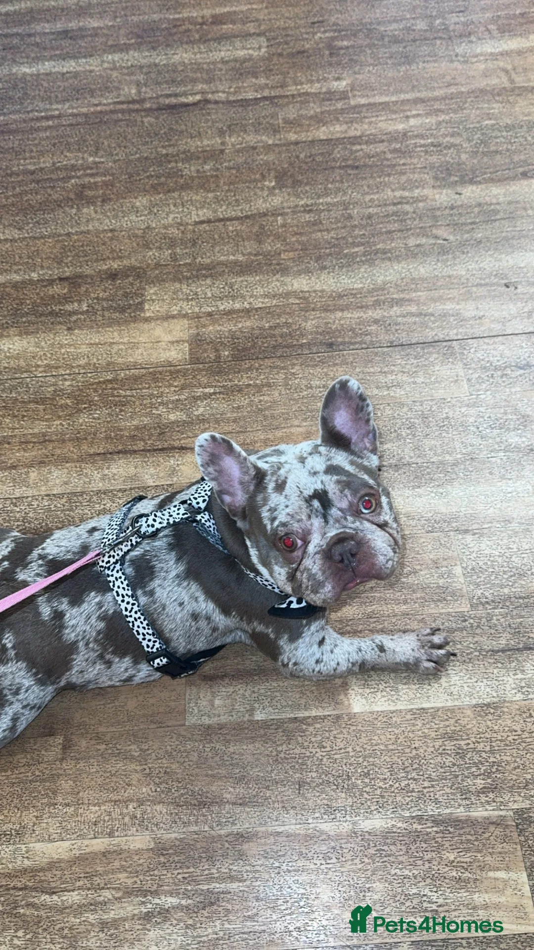 French Bulldog dogs for sale: 💕 Dior- Isabella French Bulldog  - Advert 1
