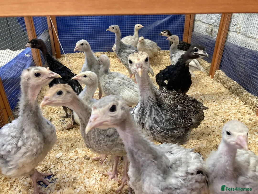 Turkeys poultry for sale: 20 x Rare breed Lavender / Lilac turkey poults  in Norwich - Advert 3