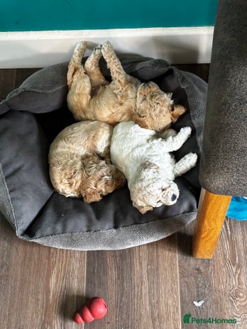 Poochon dogs - Advert 2