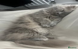 Scottish Fold cats for sale: Female scottish fold  - Image 4