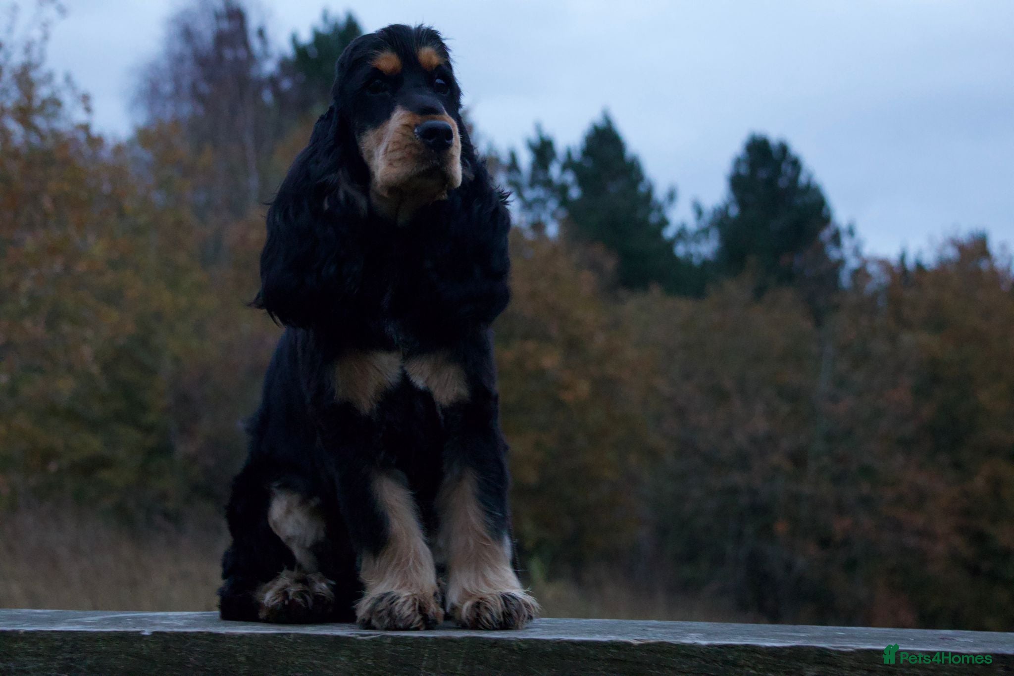 Cocker Spaniel dogs FOR STUD ONLY BLACK /TAN SHOW COCKER KC REG  - Advert 1