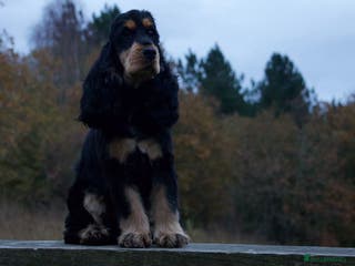 Cocker Spaniel dogs FOR STUD ONLY BLACK /TAN SHOW COCKER KC REG - Advert 14