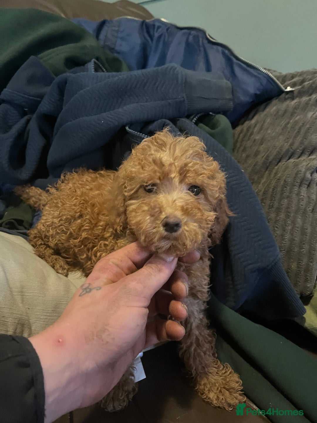 Mini Goldendoodle dogs for sale: Mini golden doodle f1b - Advert 2