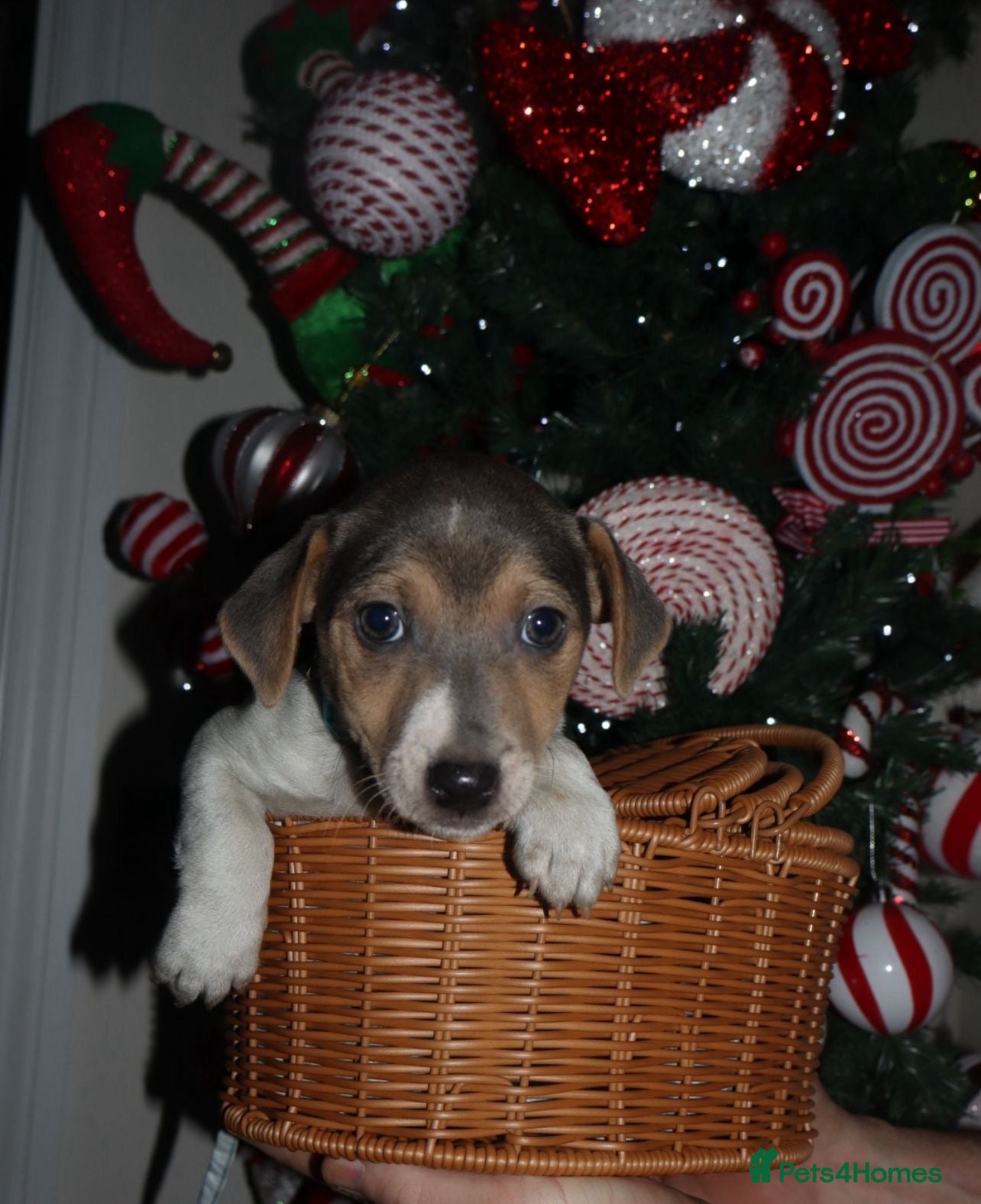 Jack Russell dogs Three stunning pups available  - Advert 16
