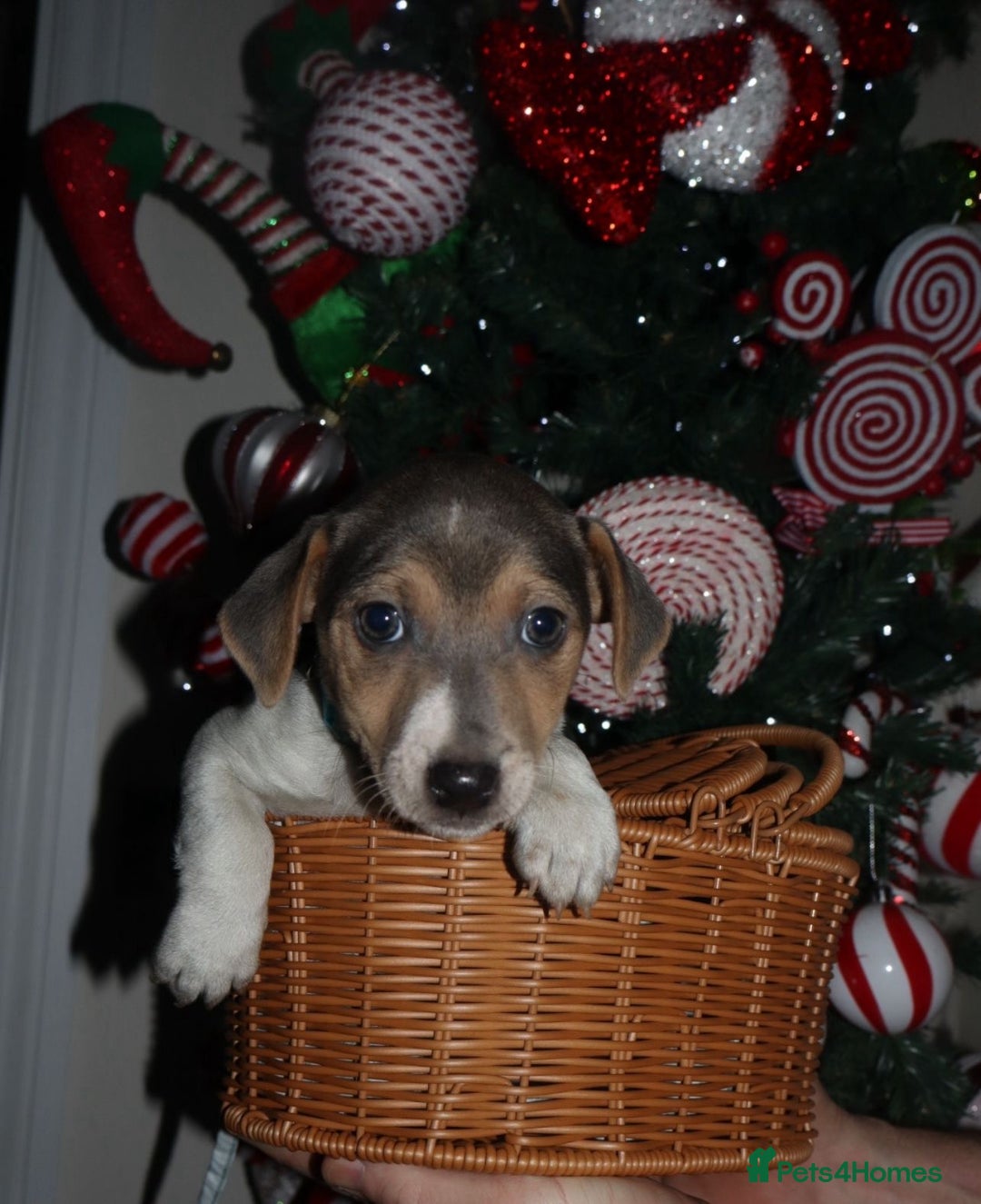 Jack Russell dogs for sale: Three stunning pups available  - Advert 1
