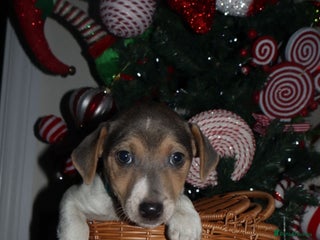 Jack Russell dogs Three stunning pups available - Advert 13