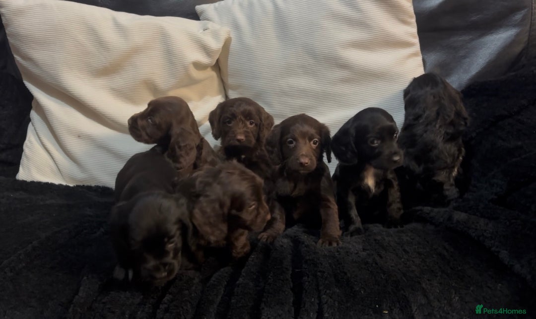 Cockapoo dogs for sale: Adorable F1B Cockapoos❤️💙 🐾 - Advert 17
