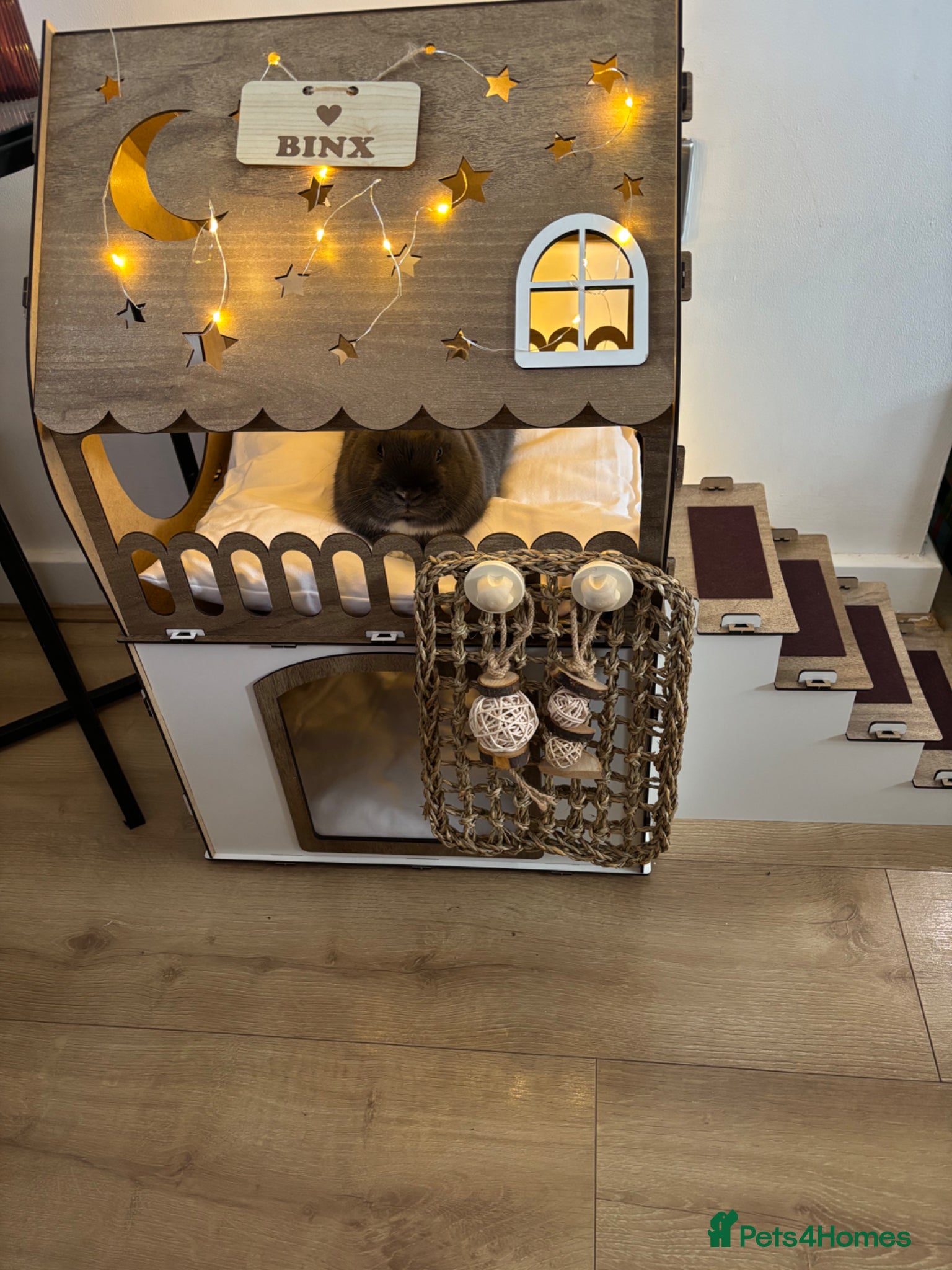 Netherland Dwarf rabbits Netherlands dwarf male rabbit  - Advert 1