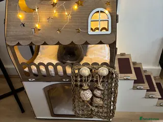 Netherland Dwarf rabbits Netherlands dwarf male rabbit - Advert 1