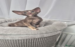 Oriental cats for sale: Oriental and Siamese Gccf registered kittens. - Image 2